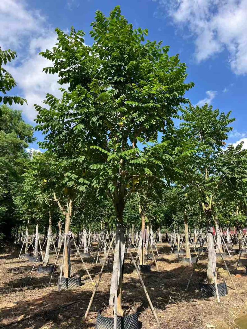 火焰木骨架10-20分，大量低价出售