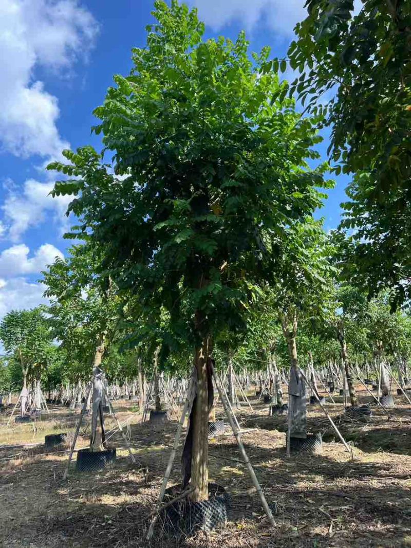 火焰木骨架10-20分，大量低价出售