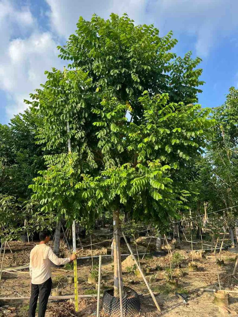火焰木骨架10-20分，大量低价出售