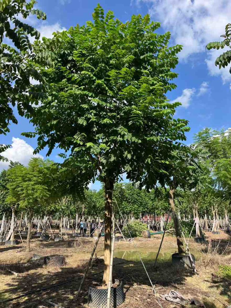 火焰木骨架10-20分，大量低价出售