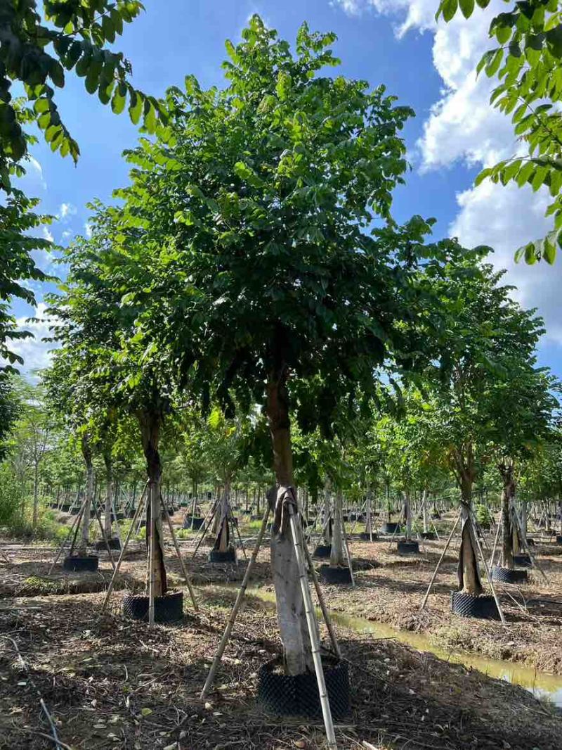 火焰木骨架10-20分，大量低价出售