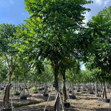 火焰木骨架10-20分，大量低价出售