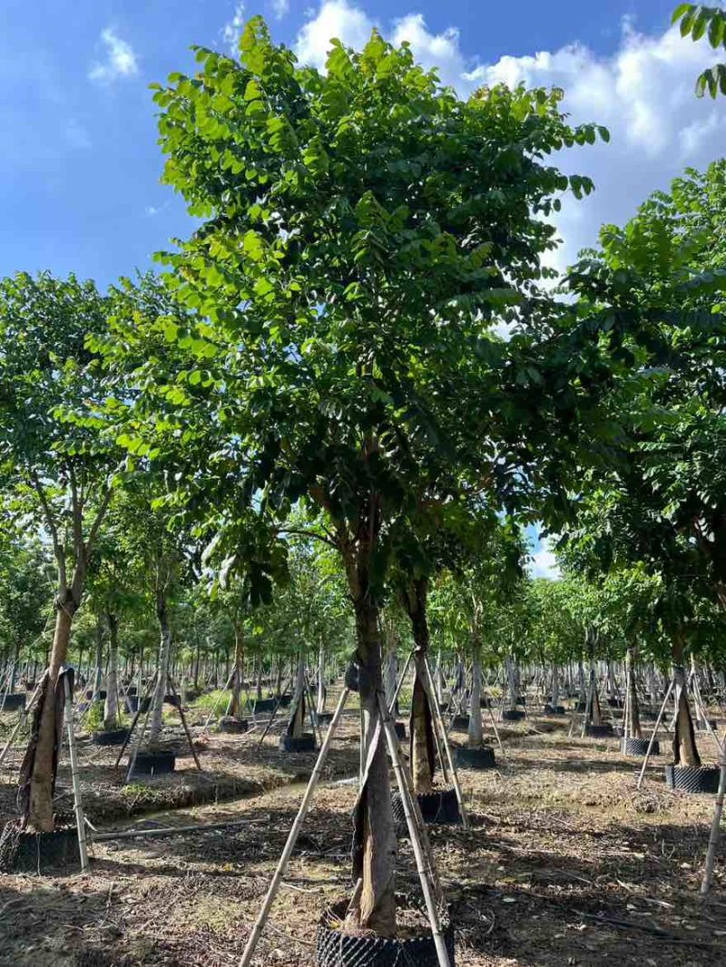 火焰木骨架10-20分，大量低价出售