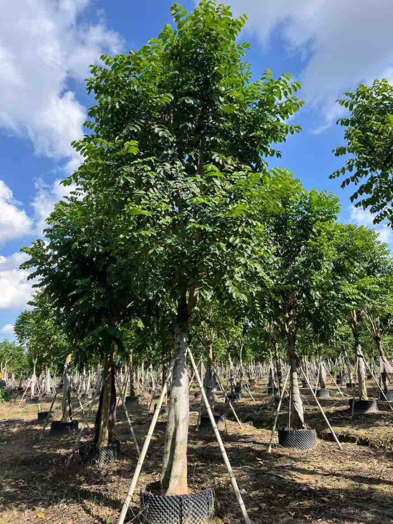 火焰木骨架10-20分，大量低价出售