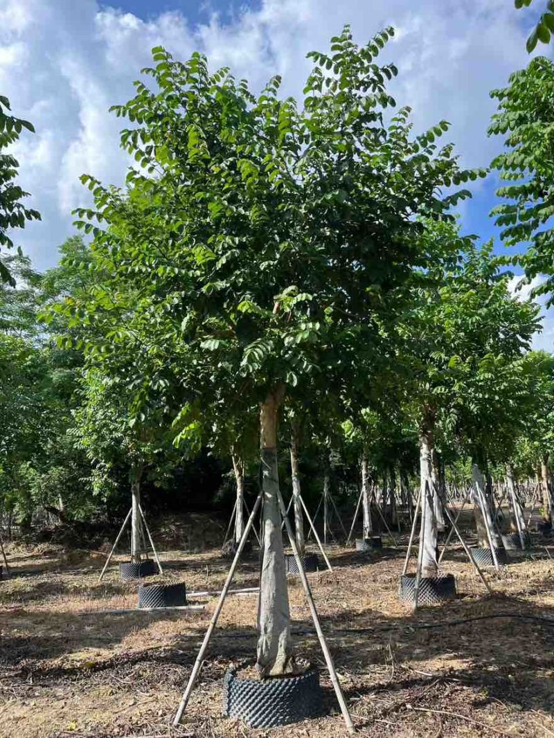 火焰木骨架10-20分，大量低价出售