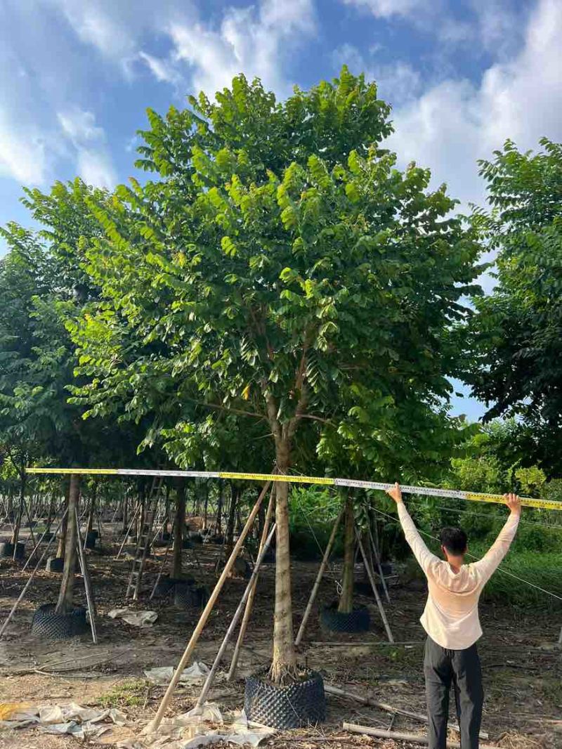 火焰木骨架10-20分，大量低价出售