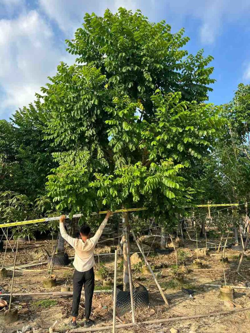 火焰木骨架10-20分，大量低价出售