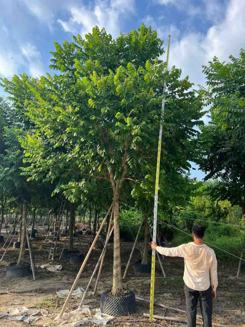 火焰木骨架10-20分，大量低价出售