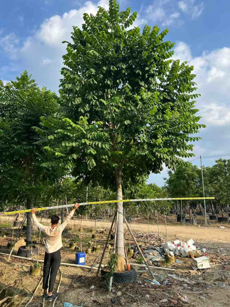 火焰木骨架10-20分，大量低价出售