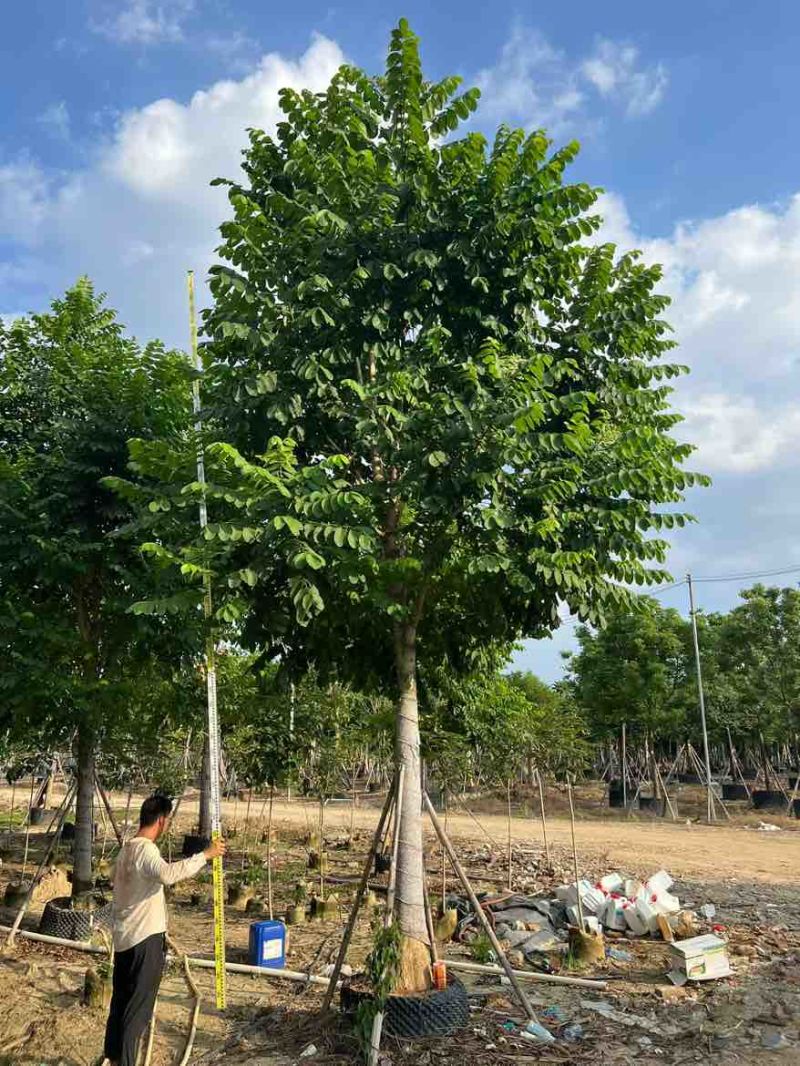 火焰木骨架10-20分，大量低价出售