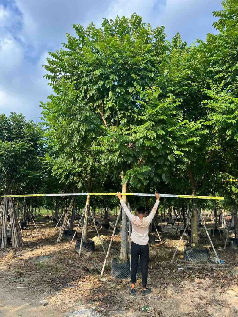 火焰木骨架10-20分，大量低价出售