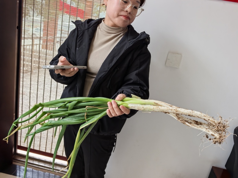 渭南富平县长白大葱100亩