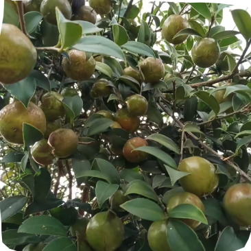 高山茶油果，硕果累累