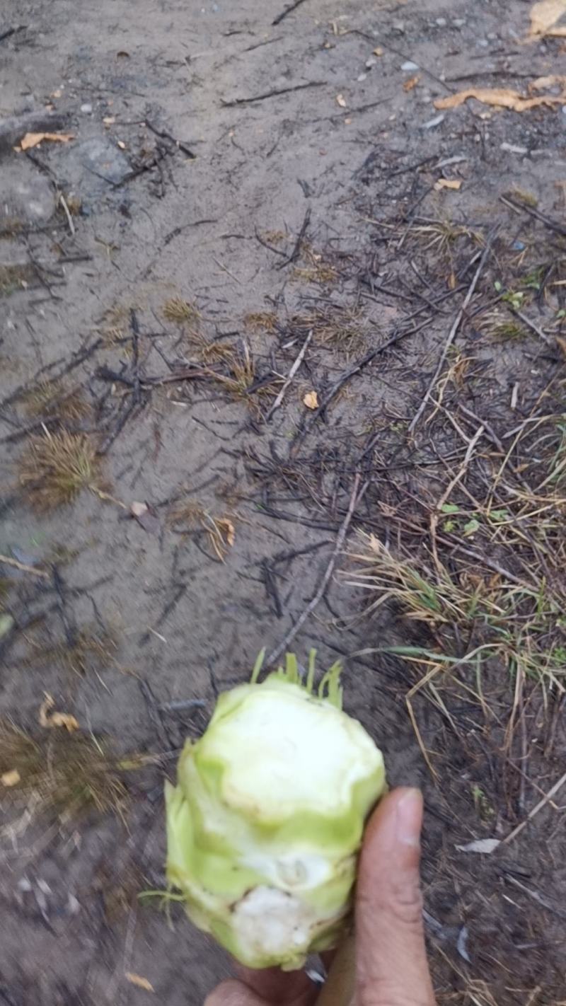 重庆早市鲜青菜头