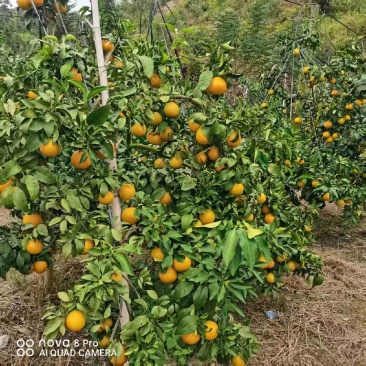本农场在福建三明联合惠洲，有三万斤红美人柑橘。