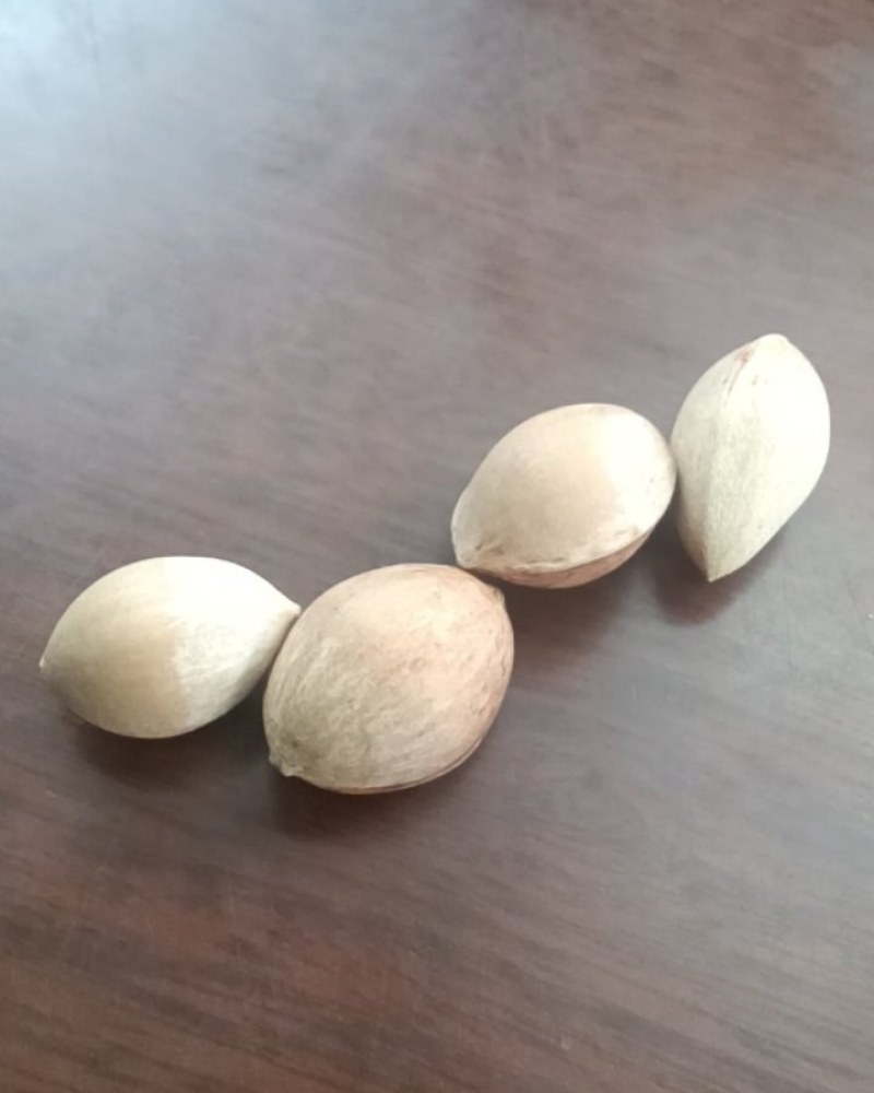 银杏白哥
