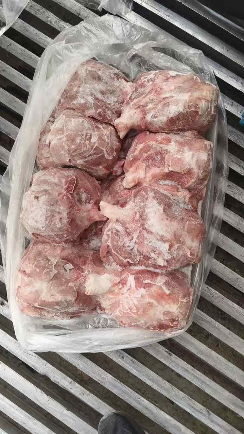 母猪腱子肉龟腱