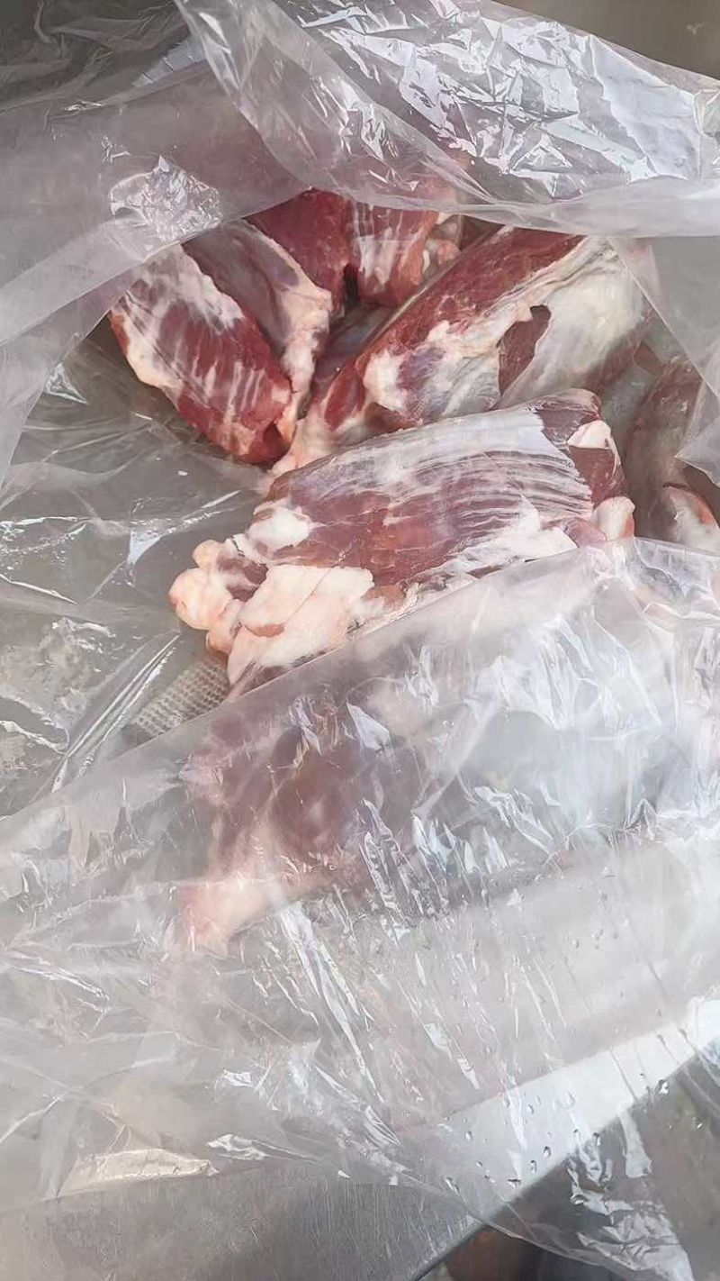 母猪腱子肉龟腱