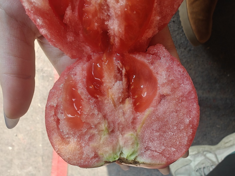 精品硬粉西红柿