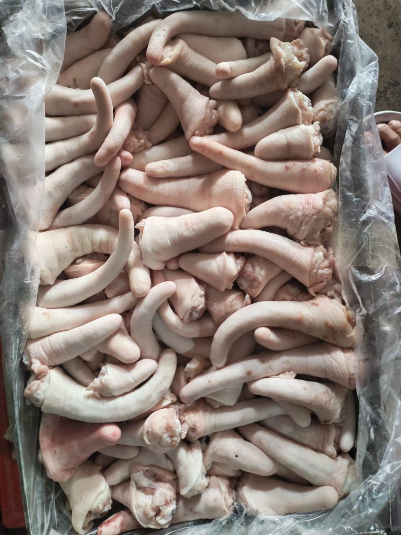 肥猪短尾