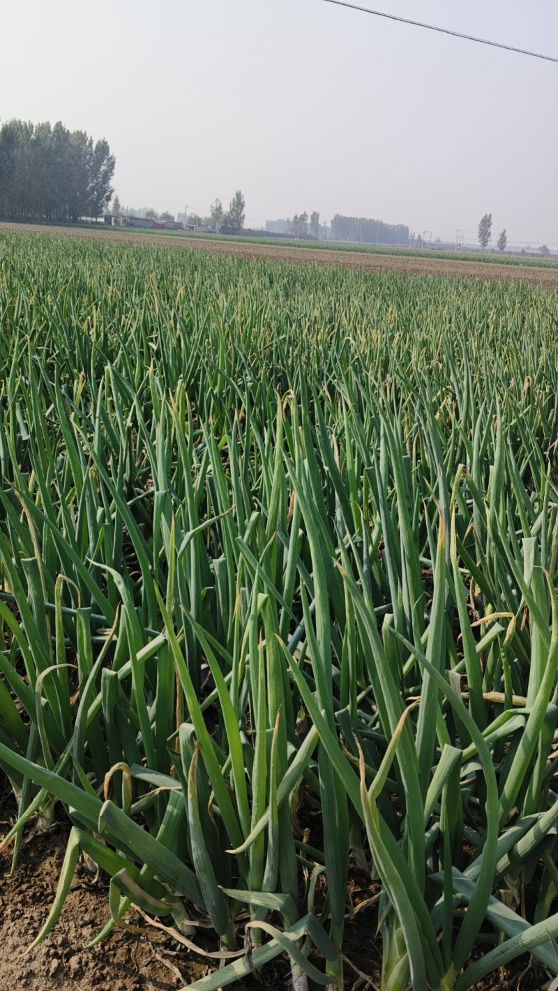 河北鸡腿大葱