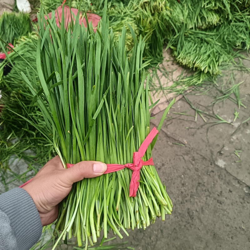 韭菜大量现货，质量保证