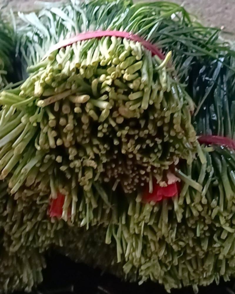 韭菜大量现货，质量保证