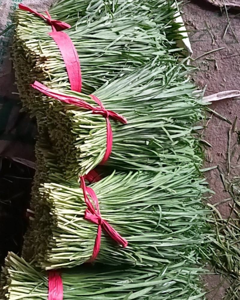 韭菜大量现货，质量保证
