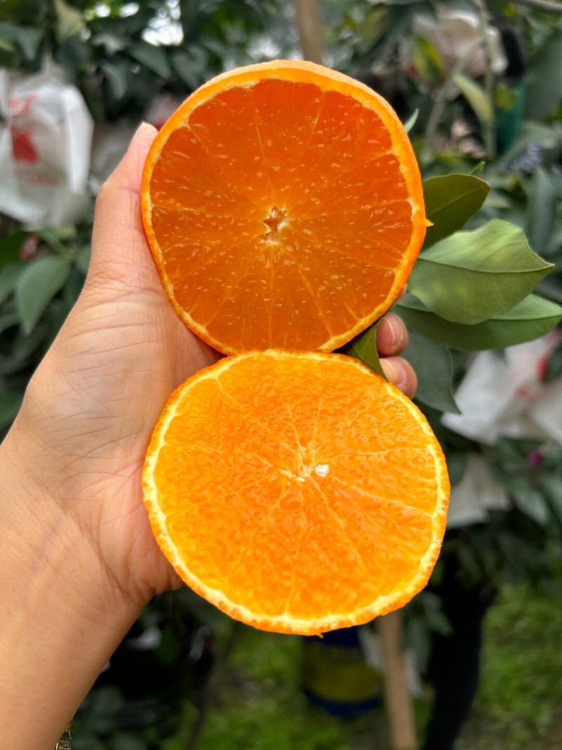 爱媛果冻橙