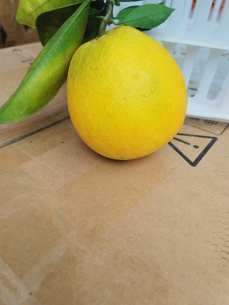 赣南脐橙