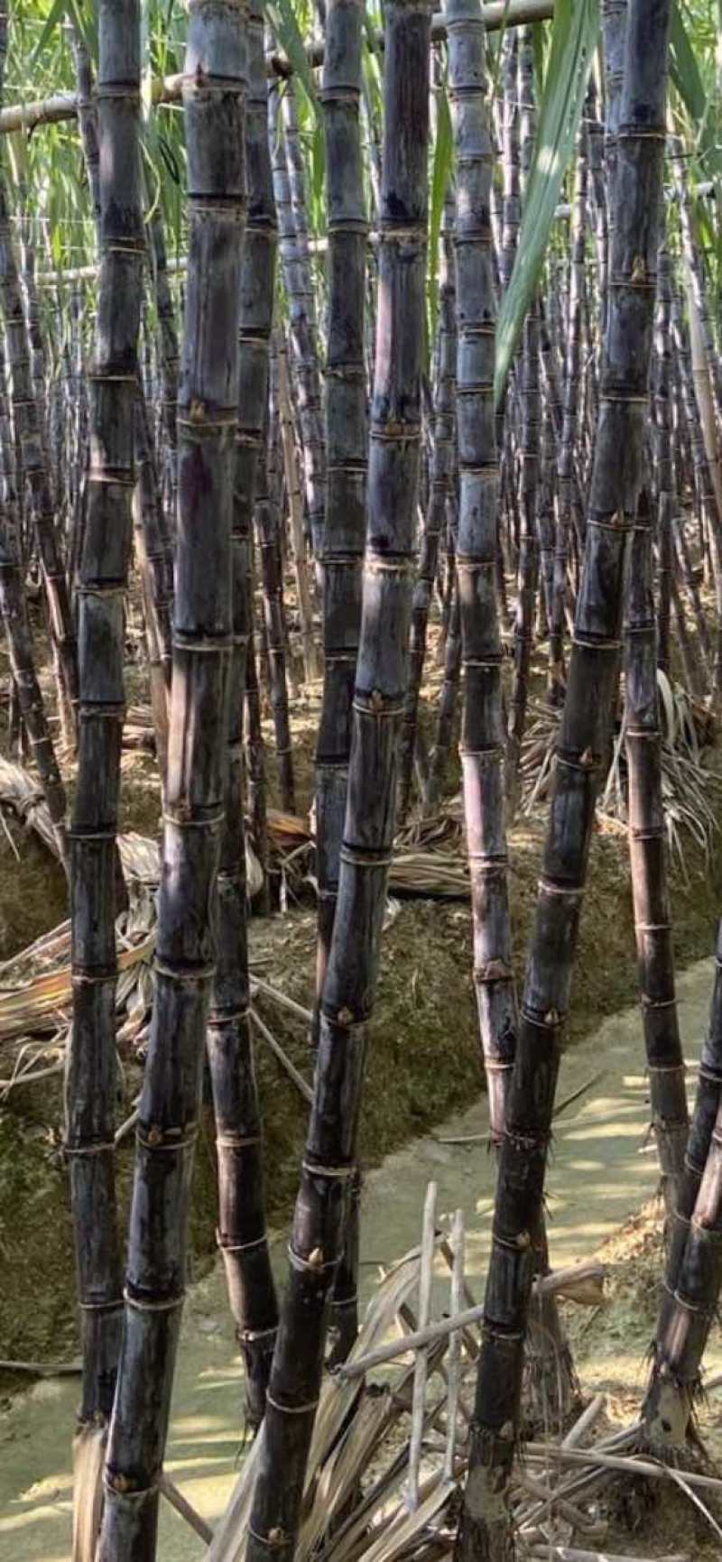 广西甘蔗大量上市，1吨起批产地直发，欢迎全国各地老板产地收购