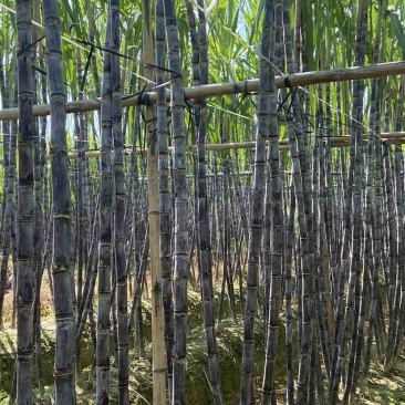 广西甘蔗大量上市，1吨起批产地直发，欢迎全国各地老板产地收购