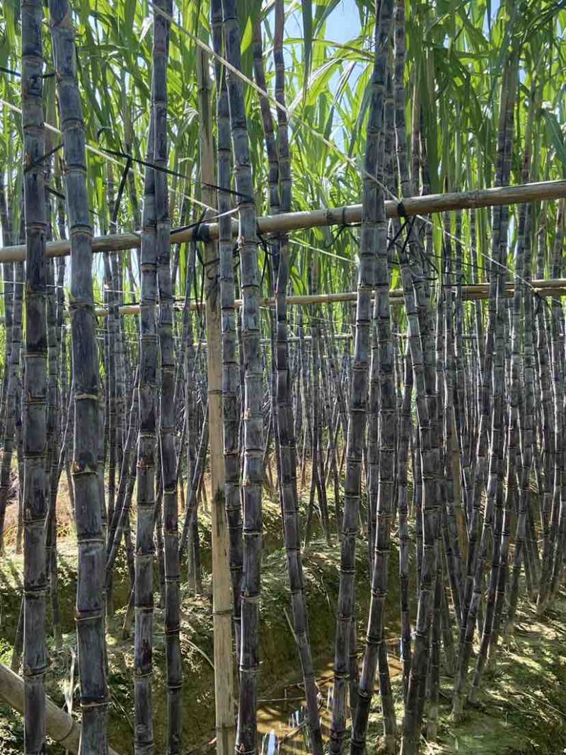 广西甘蔗大量上市，1吨起批产地直发，欢迎全国各地老板产地收购