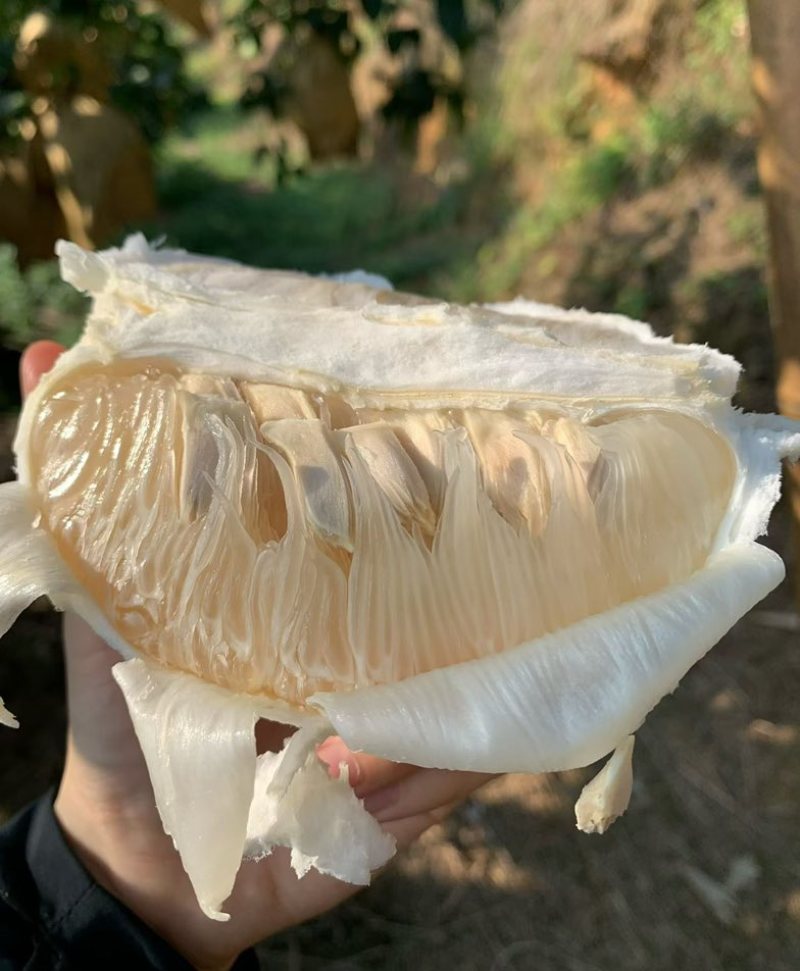 正宗容县沙田柚优质30年➕老树山果，产地直销