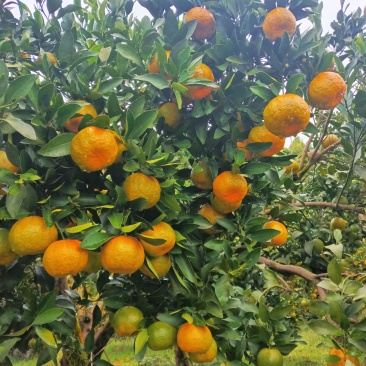 口感好不叫渣