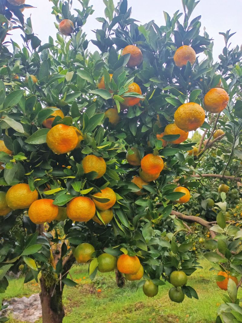 口感好不叫渣