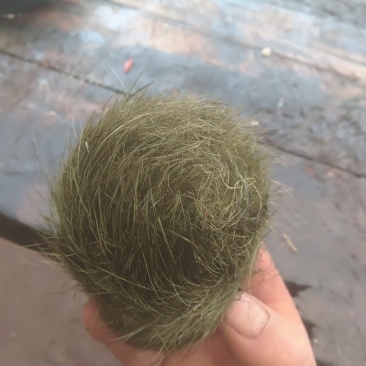 猪砂