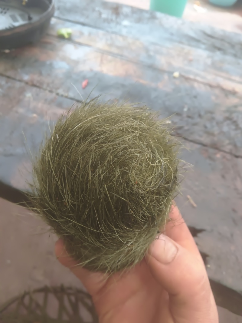 猪砂