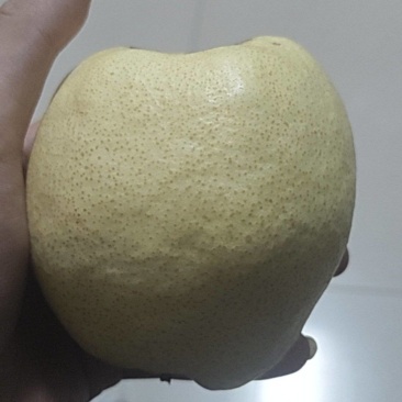 山西贡梨