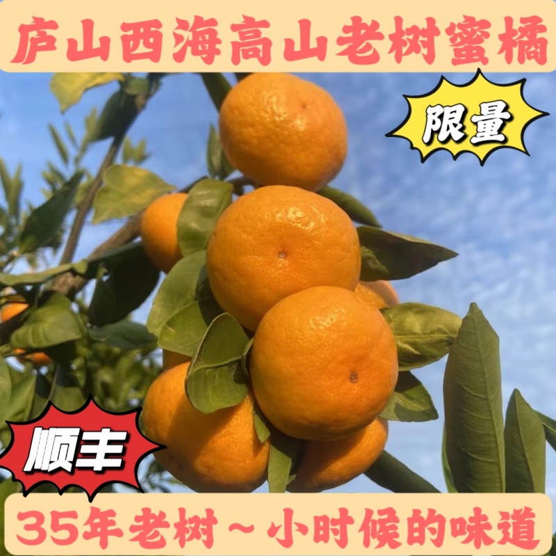 江西易家河蜜橘