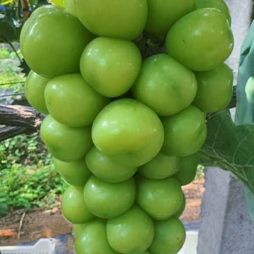 阳光玫瑰葡萄