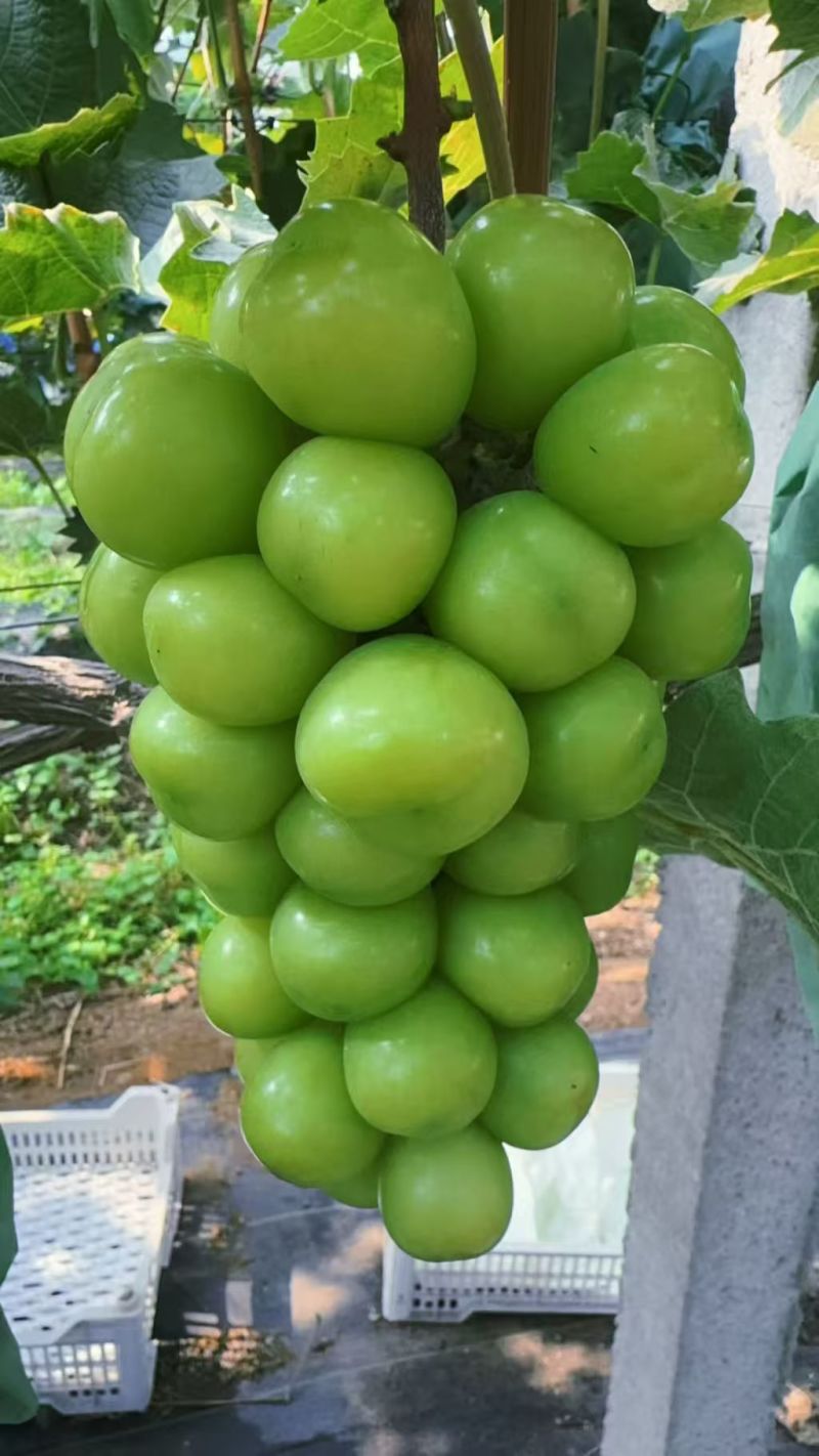 阳光玫瑰葡萄