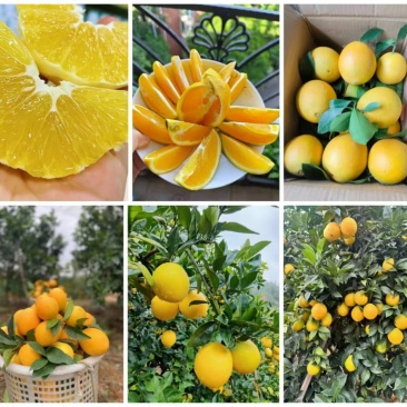 赣南脐橙果园发货