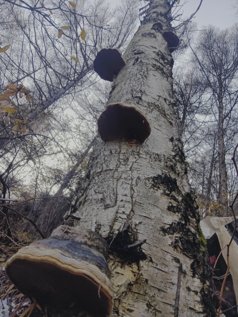 桦树菌