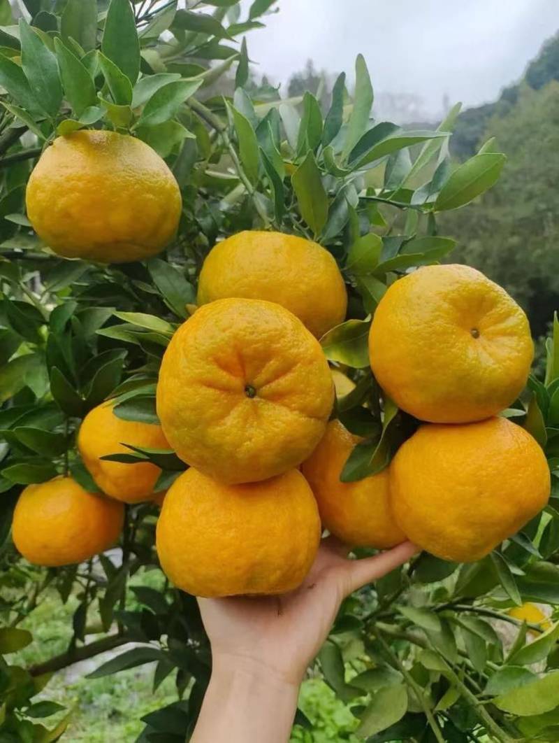 芦柑