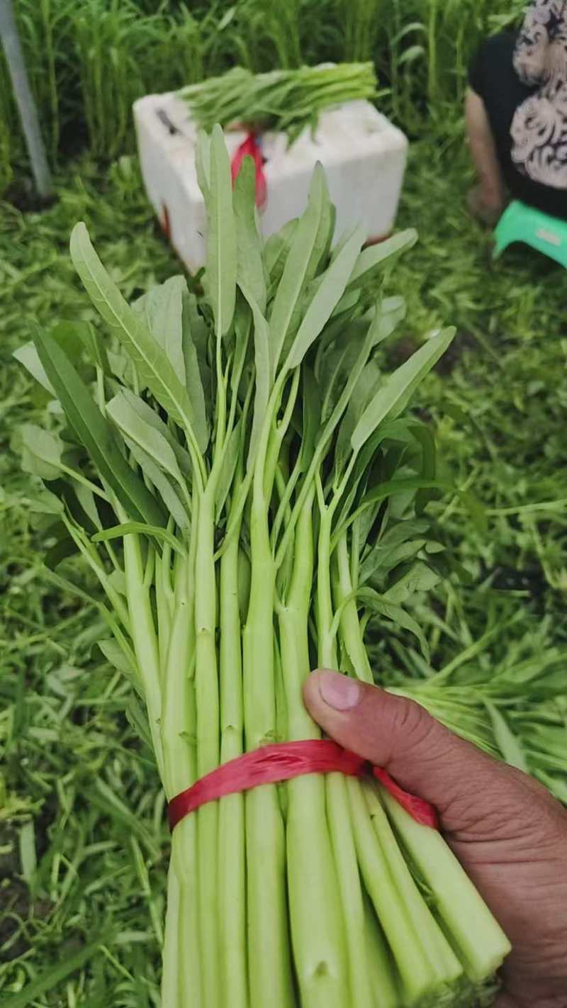 空心菜