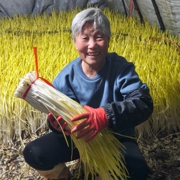 山东蒜黄