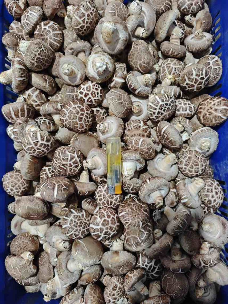 基地直供，没有中间商赚差价，常年可供鲜香菇！
