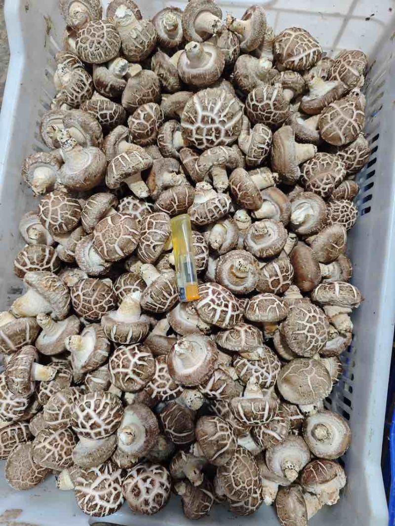 基地直供，没有中间商赚差价，常年可供鲜香菇！