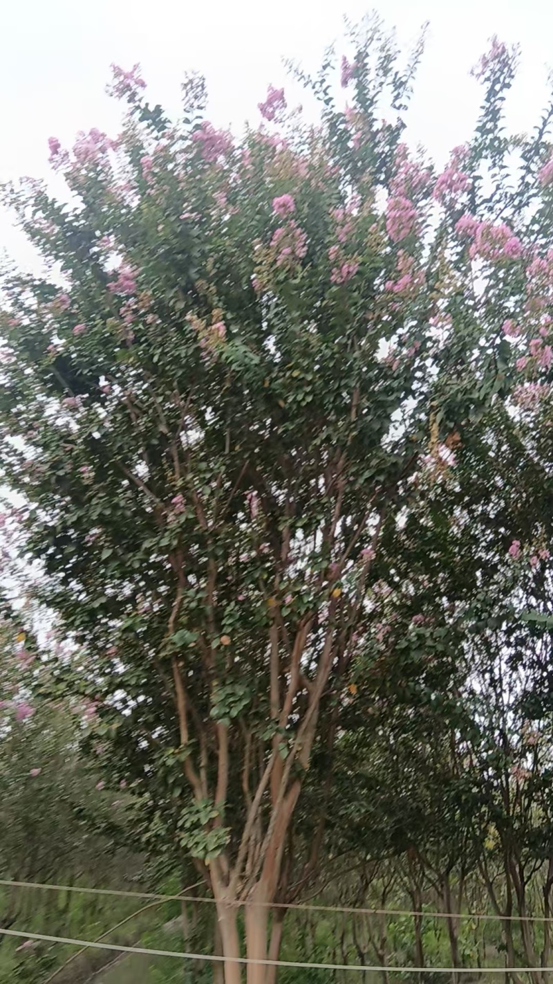 绿化苗木